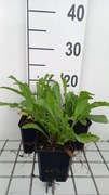 Leucanthemum 'Alaska' - pot 9x9 cm