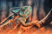 Foto chameleon, Detlef Knapp