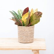 Codiaeum variegatum 'Petra' - 30cm