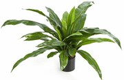 Varen Asplenium kunstplant - 80 cm