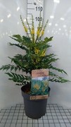Mahonia x media 'Winter Sun' - pot 12L - 60-80 cm -