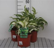 Hosta 'Night Before Christmas' - pot 3L