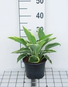 Hosta 'Fortunei Aureomarginata' - pot 3L