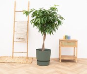 Ficus Binnendijkii Amstel King - 150cm