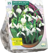 Baltus 'Galanthus Woronowii' - voorjaarsbloeiers - 25 bollen