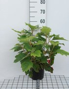 Hydrangea quercifolia 'Brido' (Snowflake) - pot - 30-40 cm