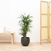Dracaena Warneckei vertakt - 100cm