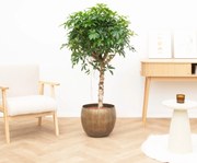 Schefflera Arboricola Compacta - 130cm