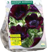 Baltus Anemone coronaria Bordeaux - 7 stuks - Najaarsbollen