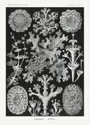 Kunstreproductie Lichenes–Flechten (1904), Ernst Haeckel