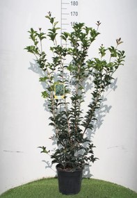 Osmanthus x fortunei - pot 10L - 80-100 cm - struik