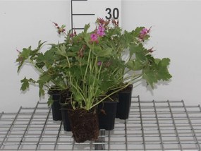Geranium macrorrhizum'Bevan's Variety'- pot 9x9 cm - Ooievaarsbek