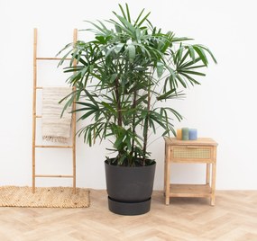 Rhapis Excelsa XXL - 200cm