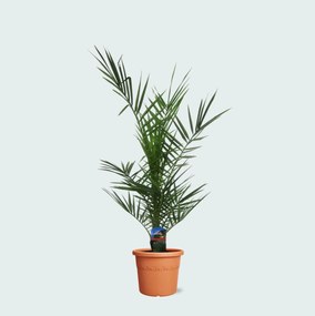 Phoenix Canariensis - 80cm