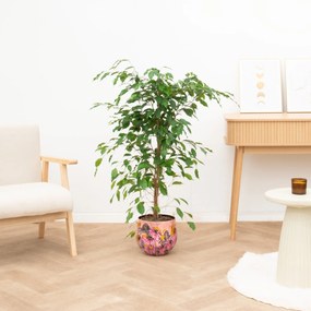 Ficus Benjamina Exotica - 120 cm