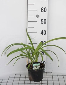 Agapanthus africanus 'Albus' - pot 2L