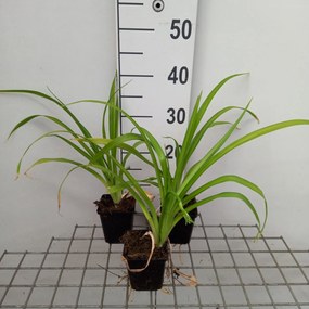 Hemerocallis 'Margaret Perry' - pot 9x9 cm