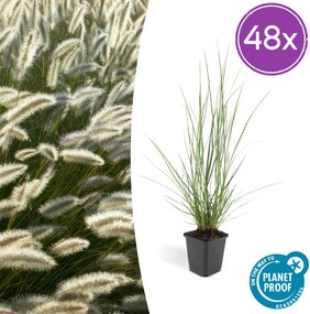 Pennisetum Alopecuroides 'Hameln' - 20cm