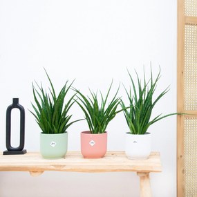 3x Sansevieria Kirkii - 35cm