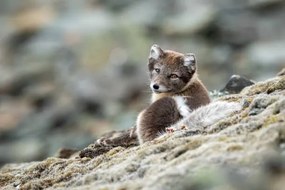 Kunstfotografie Arctic fox in natural environment in Svalbard, Mats Brynolf, (40 x 26.7 cm)