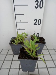 Buglossoides purpurocaerulea - pot 9x9 cm