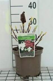 Hydrangea macrophylla 'Lanarth White' - pot - 25-30 cm