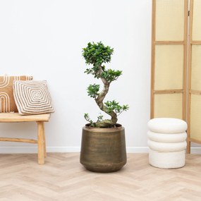 Ficus Microcarpa Ginseng S vorm - 80cm