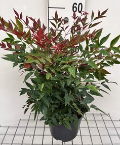 Nandina domestica 'Seika' (Obsessed) - pot - 25-30 cm -