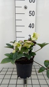 Helleborus x nigercors 'Emma' - pot 9x9 cm -