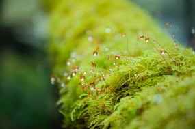 Foto Close-up Moss with the dropped water, Namthip Muanthongthae, (40 x 26.7 cm)