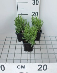 Lavandula angustifolia 'Munstead' - pot 9x9 cm (Lavendel)