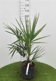 Trachycarpus fortunei - pot 10L - 50-60 cm