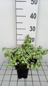 Lamium maculatum 'White Nancy' - pot 9x9 cm -