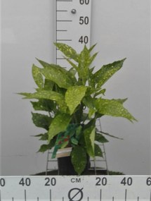 Aucuba japonica 'Variegata' - pot - 30-40 cm -