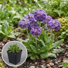Primula denticulata 'Cashmeriana' - pot 9x9 cm -