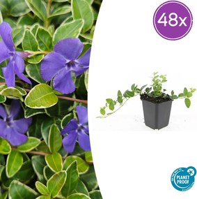 Vinca Minor 'Ralph Shugert' - 20cm