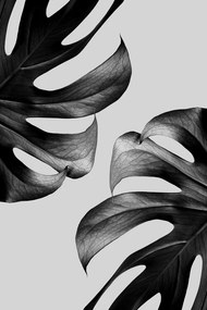 Foto Monochrome Mostera, Studio Collection