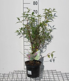 Buddleja 'ILVOARGUS2' - pot - 40-60 cm -