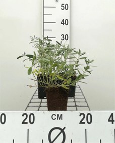 Helianthemum 'The Bride' - pot 9x9 cm -