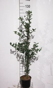 Ilex aquifolium - pot - 80-100 cm
