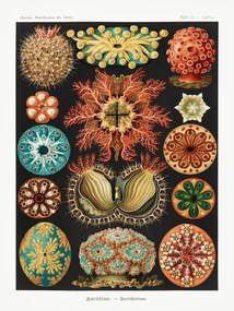 Kunstreproductie Ascidiae–Seescheiden, Ernst Haeckel