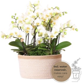 Combi deal - 3x Orchidee (Phalaenopsis) + 3x Rhipsalis in witte mand met waterreservoir