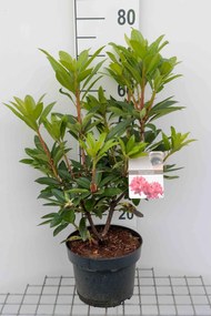 Rhododendron'Nova Zembla'- pot - 40-50 cm