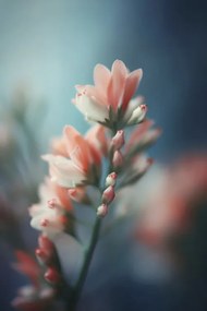Foto Pastel Pink Beauty, Treechild