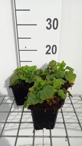 Geum rivale'Leonard's Variety'- pot 9x9 cm - Knikkend nagelkruid