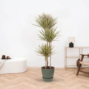 Dracaena Bicolor - 160cm