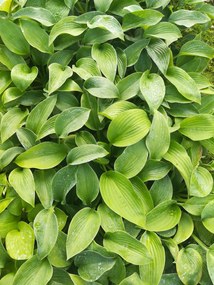 Hosta 'Big Mama' - pot 9x9 cm