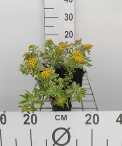 Sedum kamtschaticum 'Variegatum' - pot 9x9 cm -