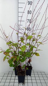 Persicaria filiformis - pot 9x9 cm