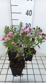 Aster novae-angliae 'Harrington's Pink' - pot 9x9 cm -